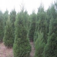 提供高度3米4米5米蜀檜產地價格，湖南蜀檜供應