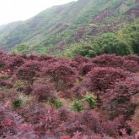 浙江新昌紅楓基地紅楓苗木直銷
