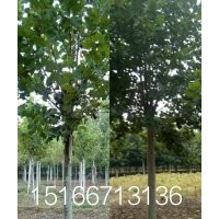 法桐18速生法桐18公分基地