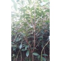 紅葉石楠籬笆苗，高1點3米