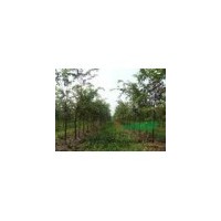 櫸樹價格 紅櫸價格 白櫸樹價格 樸樹