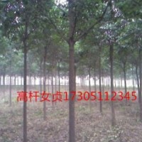 8公分大葉女貞 8公分大葉女貞