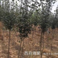 常年出售西府海棠