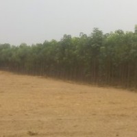 供應楸樹，15893625044