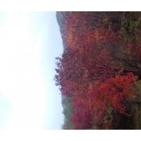 供應叢生九角楓