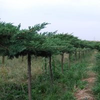 山東萊州信合園藝供應(yīng)高桿地龍