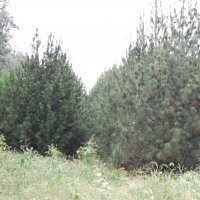 山東萊州信合園藝供應(yīng)白皮松