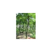 供應國槐 南京國槐 國槐批發(fā)價格