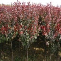 供應(yīng)3公分以上紫葉李紅葉李西府海棠