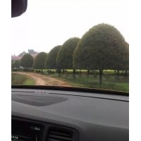 大量供應(yīng)桂花，香樟，廣玉蘭，羅漢松，紅葉石楠，杜英，