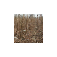 供應(yīng)【欒樹苗】【流蘇苗】