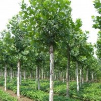供應(yīng)法桐，3-25公分，原生