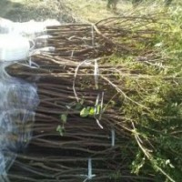 山西文冠果苗供應(yīng)