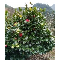 低價供應(yīng)紅楓、垂絲海棠、茶花、紅梅等