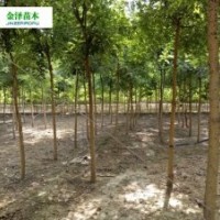 保定國槐 國槐樹苗 國槐樹價格