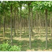 大量出售10公分12公分13公分裸跟楸樹