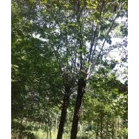 山東12公分國槐價格