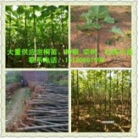 泡桐供應(yīng)商