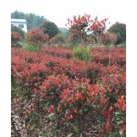 紅葉石楠價格、湖南紅葉石楠小苗、紅葉石楠球