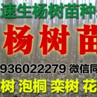 楊樹苗，4公分以下清地處理低價(jià)供應(yīng)，速生楊樹苗種條大量出售