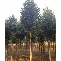 批發(fā)湖南樂昌含笑、樂昌含笑價格、湖南樂昌含笑價格、樂昌含笑樹