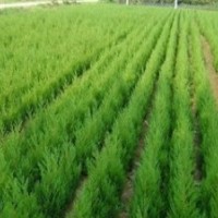 蜀檜價(jià)格 ，3.5米高精品蜀檜價(jià)格