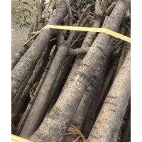 供應(yīng)8-15公分桂花骨架