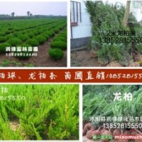 50公分高度龍柏價(jià)格10公分龍柏球價(jià)格