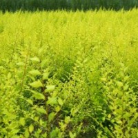 金葉榆基地_金葉榆價(jià)格_河北金葉榆
