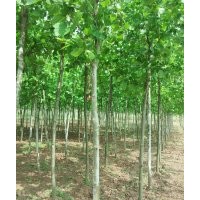 行道樹專業(yè)種植