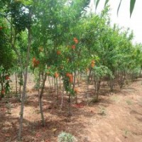 大量出售各種綠化苗木，誠信經(jīng)營，不說假話?。。。?！