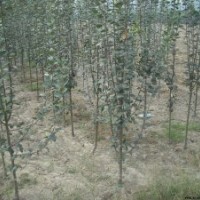 魯西北大型苗木基地，出售各種綠化苗木，我們在這里，等著您來！