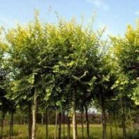 金葉榆河北金葉榆