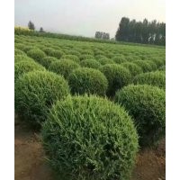 遼寧出售快柏球，東北快柏球基地