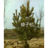 長(zhǎng)期供應(yīng)油松，樟子松