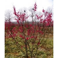 紅梅樹基地大量供應(yīng)2~3~4~5~6公分的紅梅樹苗