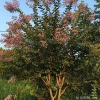 2017年最新的10公分紫薇樹(shù)苗報(bào)價(jià)表