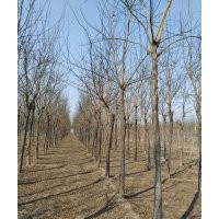 國(guó)槐（一級(jí)苗）