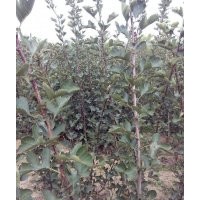 山楂苗 山楂樹 國槐 香花槐