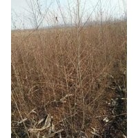 供應(yīng)金葉榆3-5公分，開(kāi)源靠山苗木