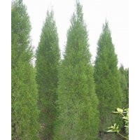 供應1米蜀儈，2米蜀儈，3米蜀儈