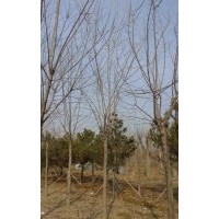 博野縣豐林苗圃場大量出售大白蠟