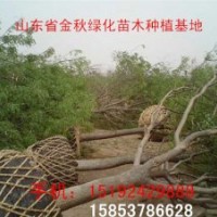 20公分國(guó)槐樹(shù)全冠價(jià)格