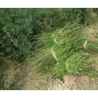 曼地亞紅豆杉大小苗