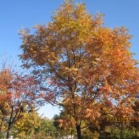 長期提供黃連木價格 10公分15公分20公分25公分黃連木價格