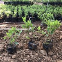 低價供應(yīng)毛杜鵑小苗中袋苗20-50cm袋苗