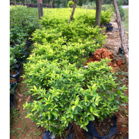 低價供應(yīng)黃素梅（黃金葉）袋裝小苗和中袋苗20-40cm