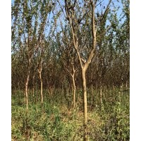 供應(yīng)小葉紅花紫薇1-6cm，價格便宜量大。