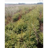 供應(yīng)水曲柳 山核桃 山丁子 糖槭 云中楊 王族海棠