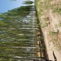 新疆楊18-23公分，土球，1及貨，2000顆。